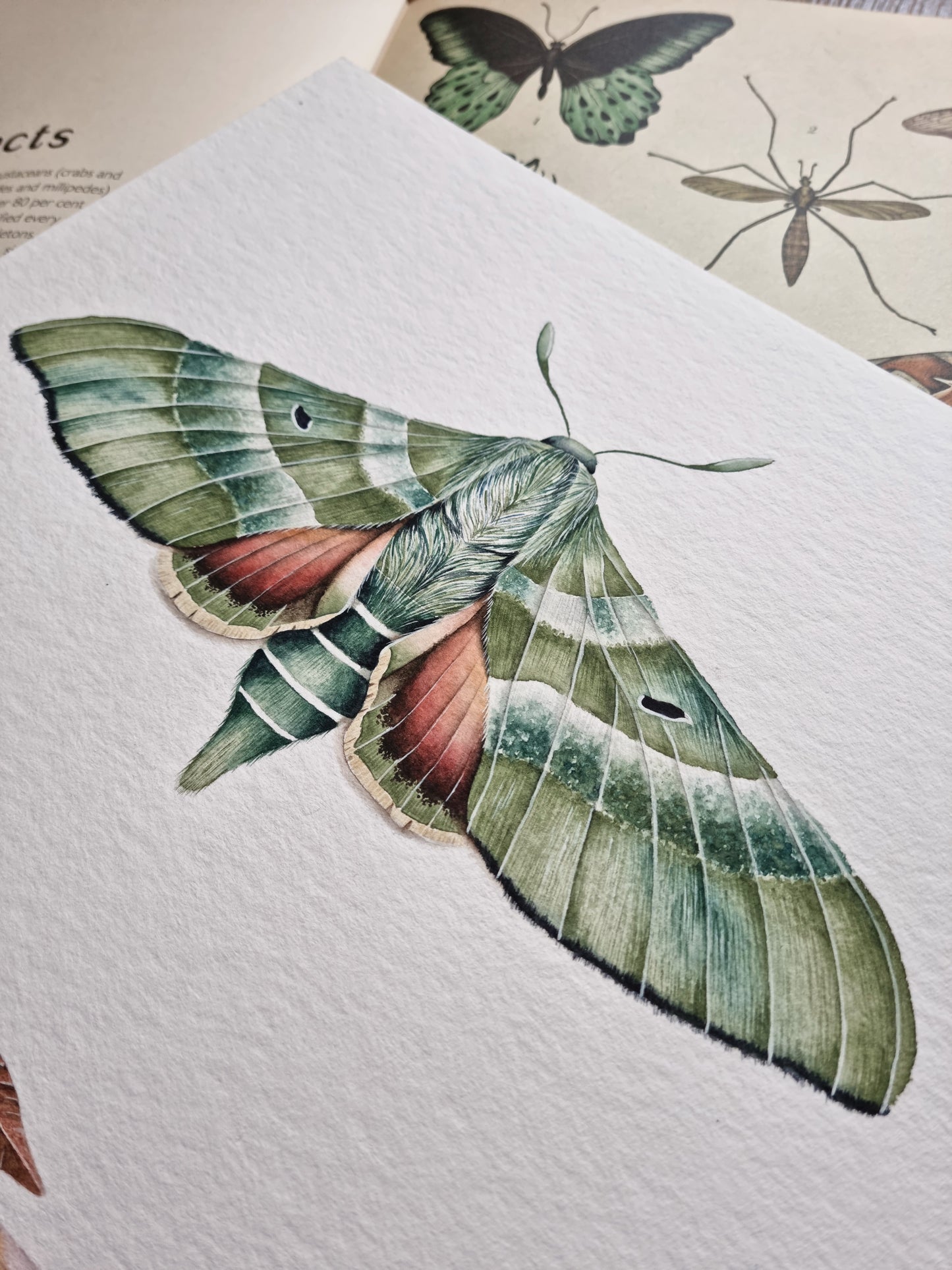 Automeris Moth and Clark's Sphinx Moth Moth - Original Artwork