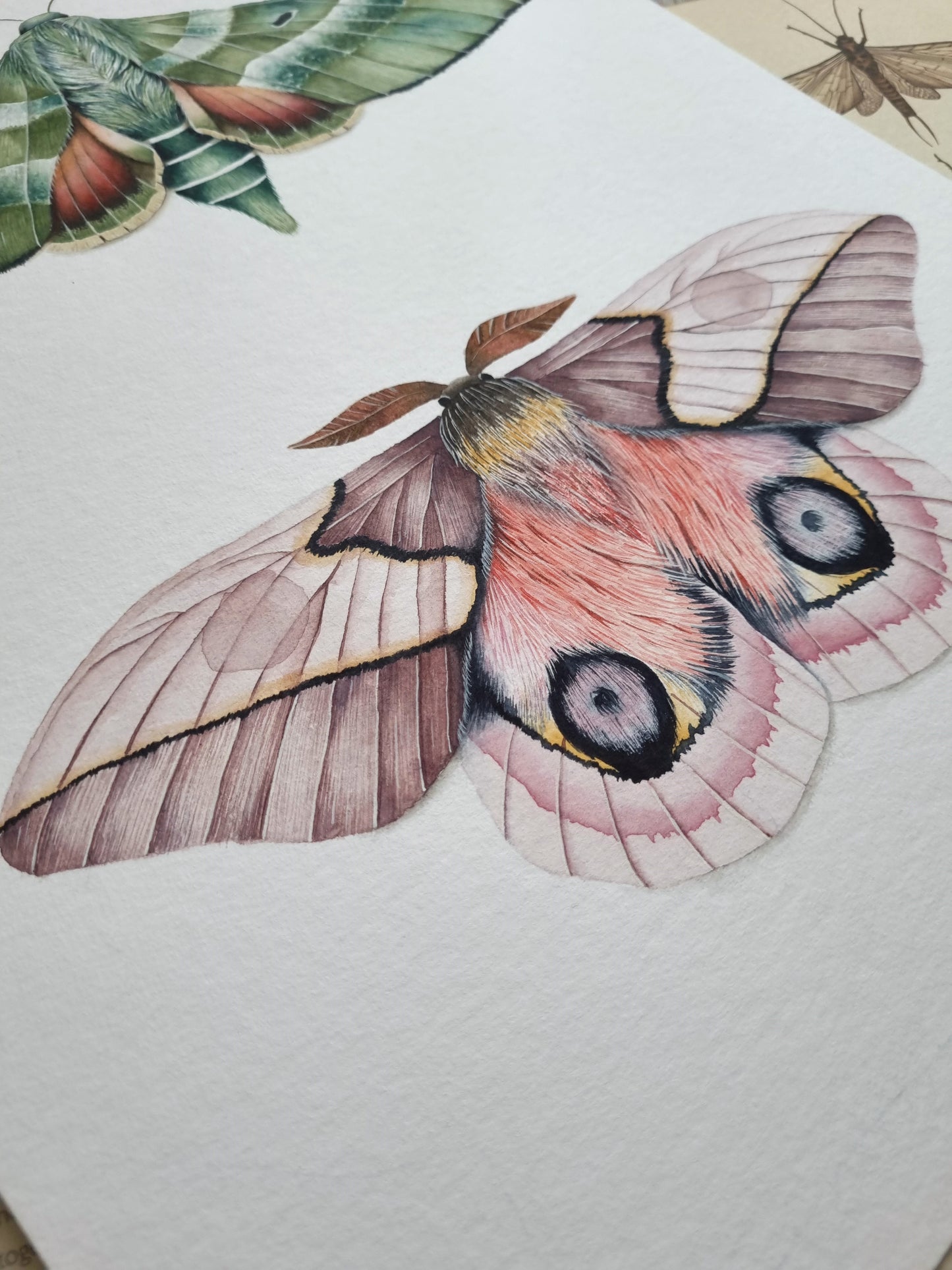 Automeris Moth and Clark's Sphinx Moth Moth - Original Artwork