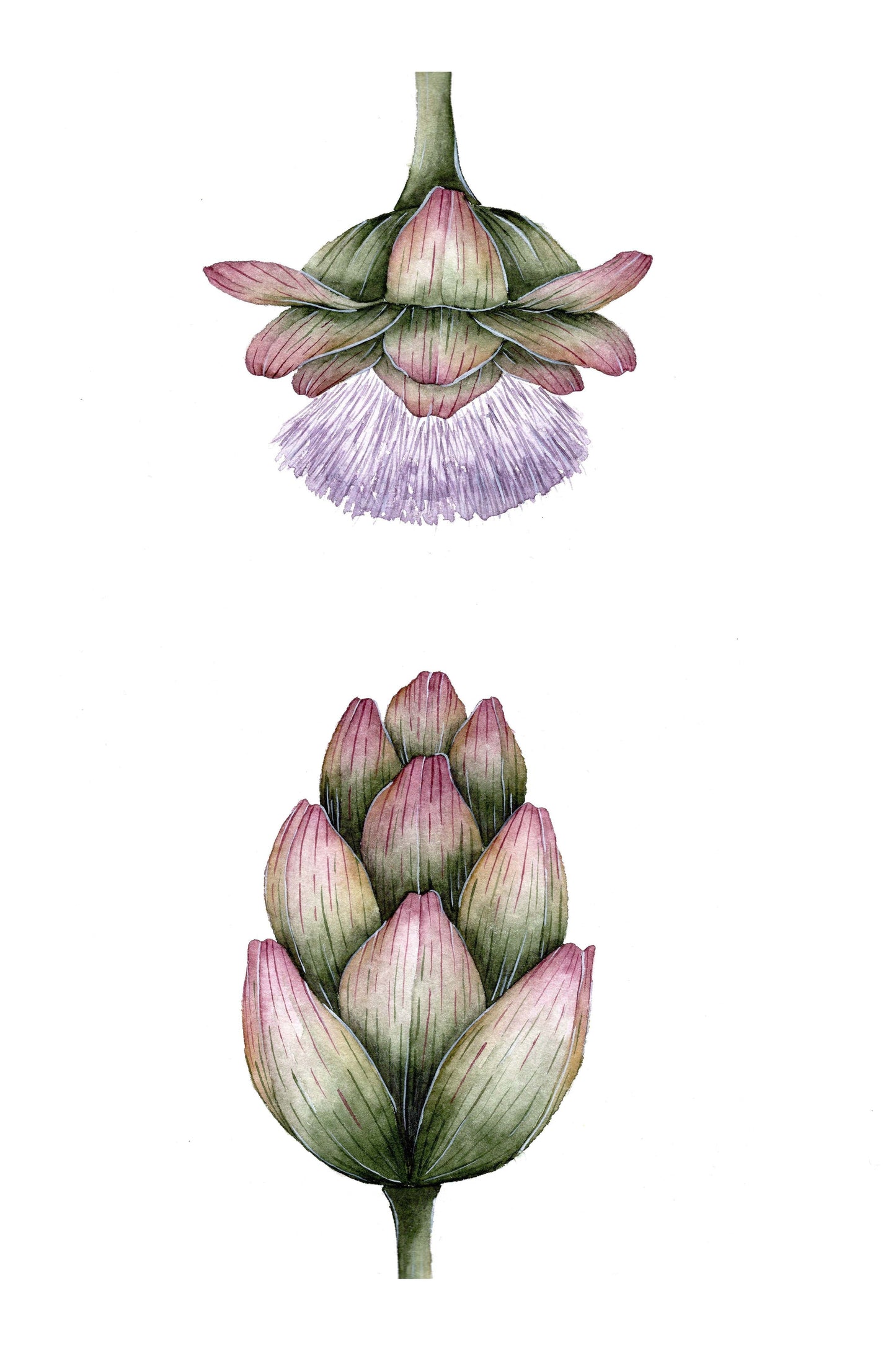 Artichokes Art Print
