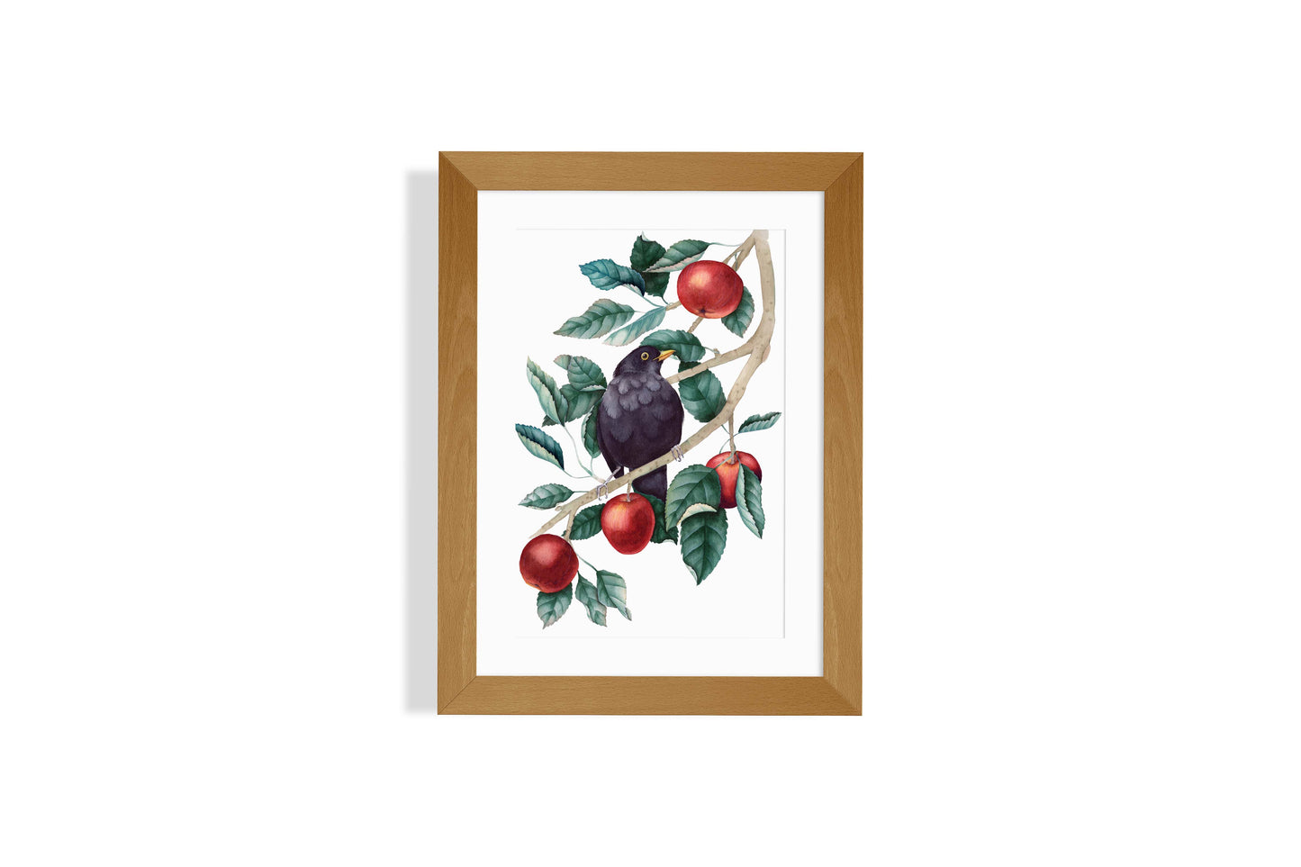 Blackbird in an apple tree