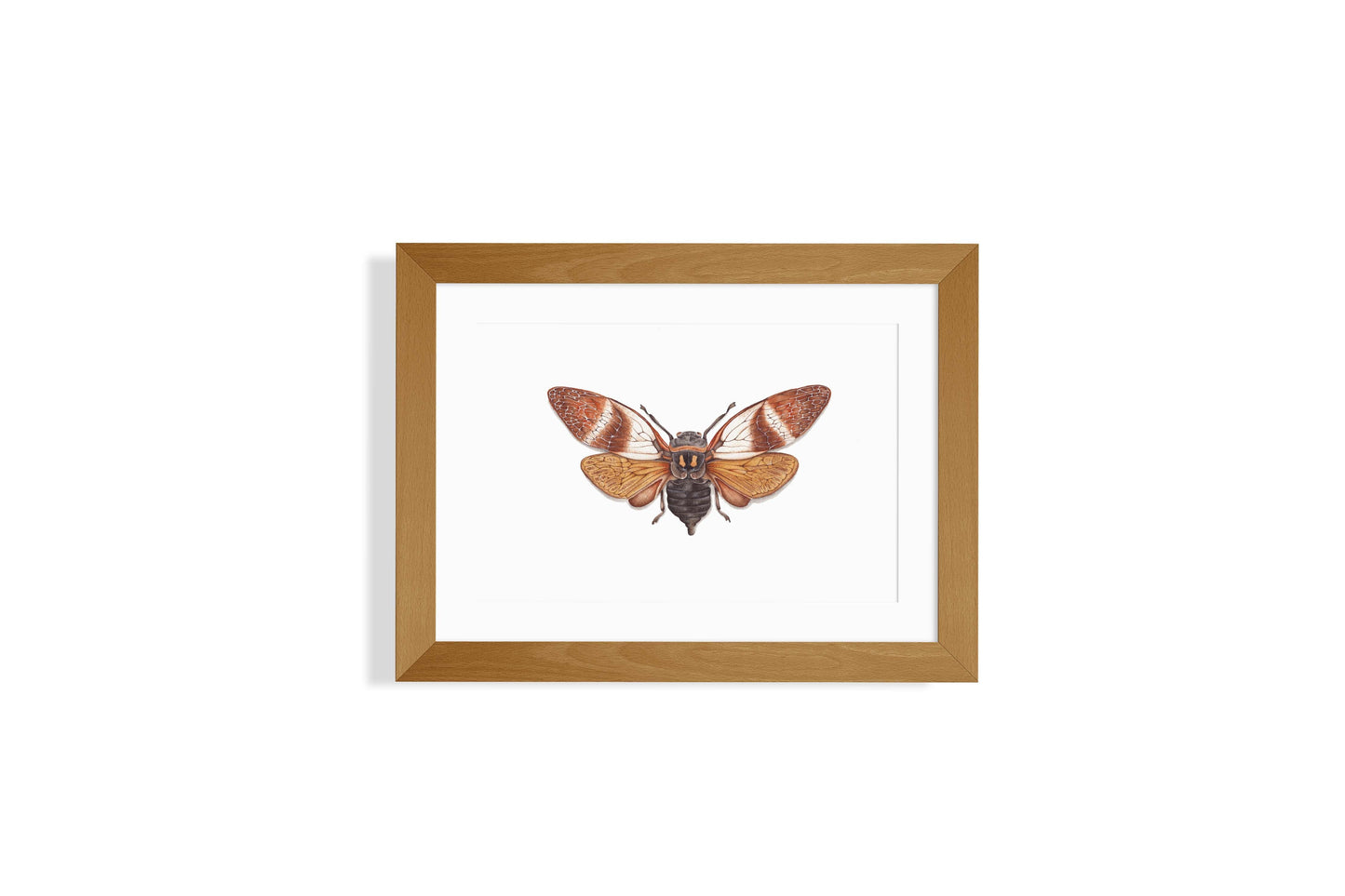 Angamiana Floridula Art Print