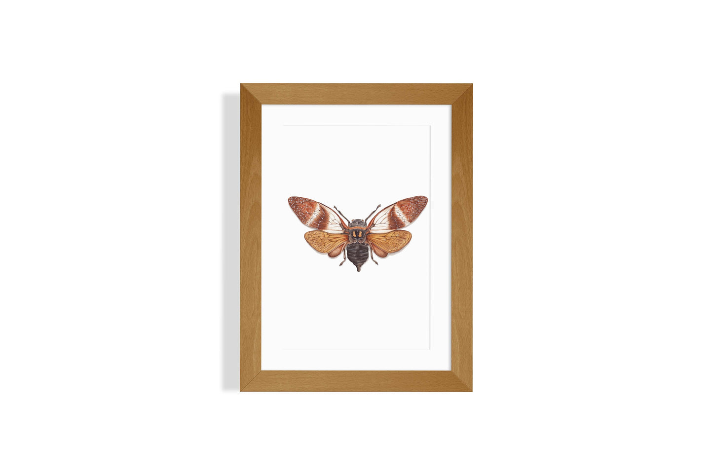 Angamiana Floridula Art Print