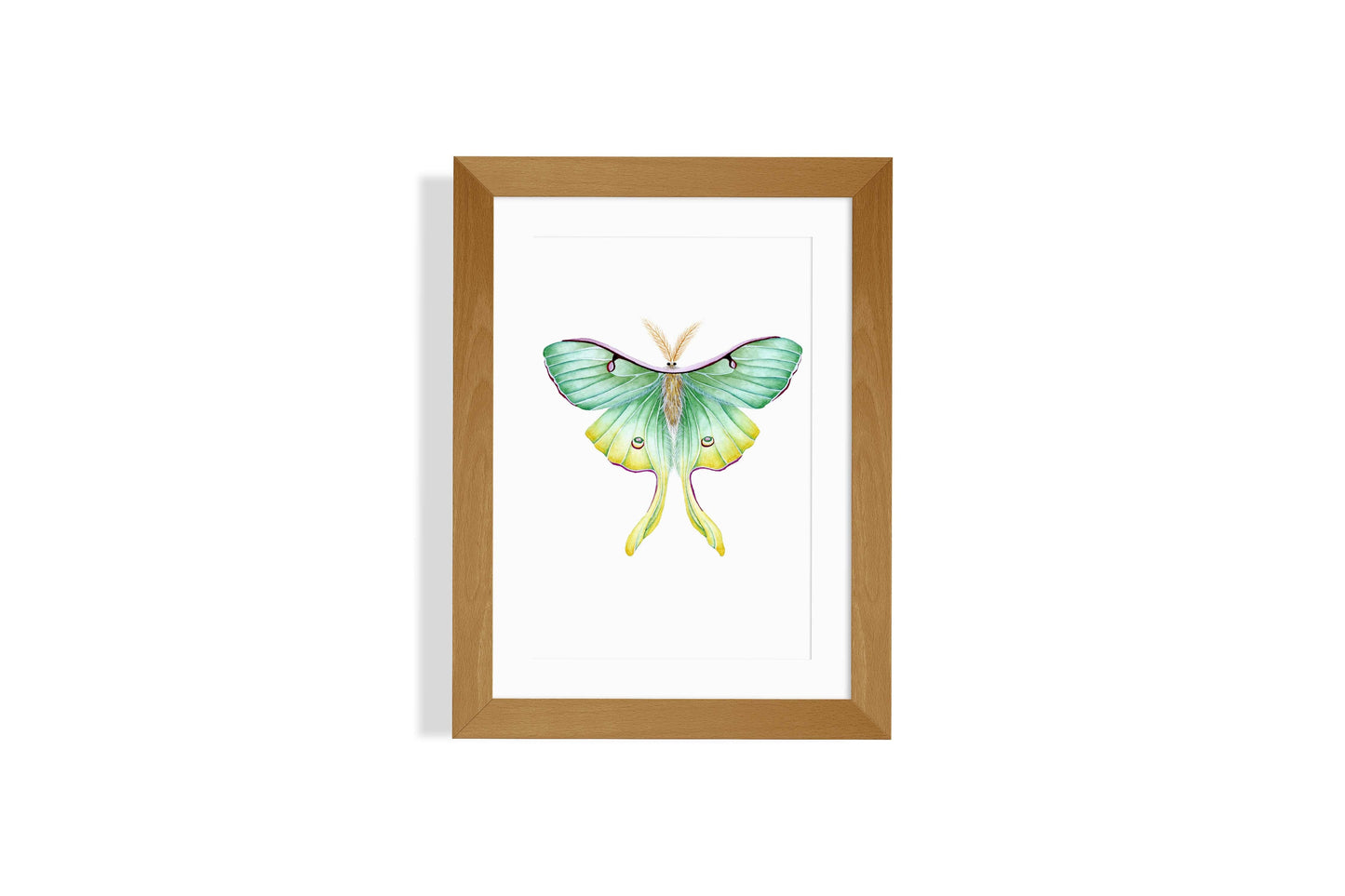 Luna Moth Art Print