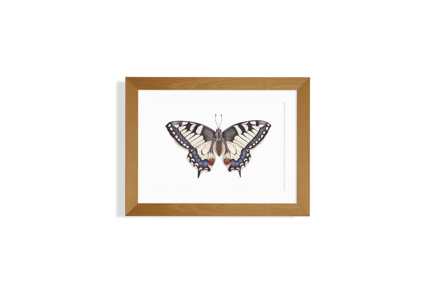 Swallowtail Butterfly Art Print