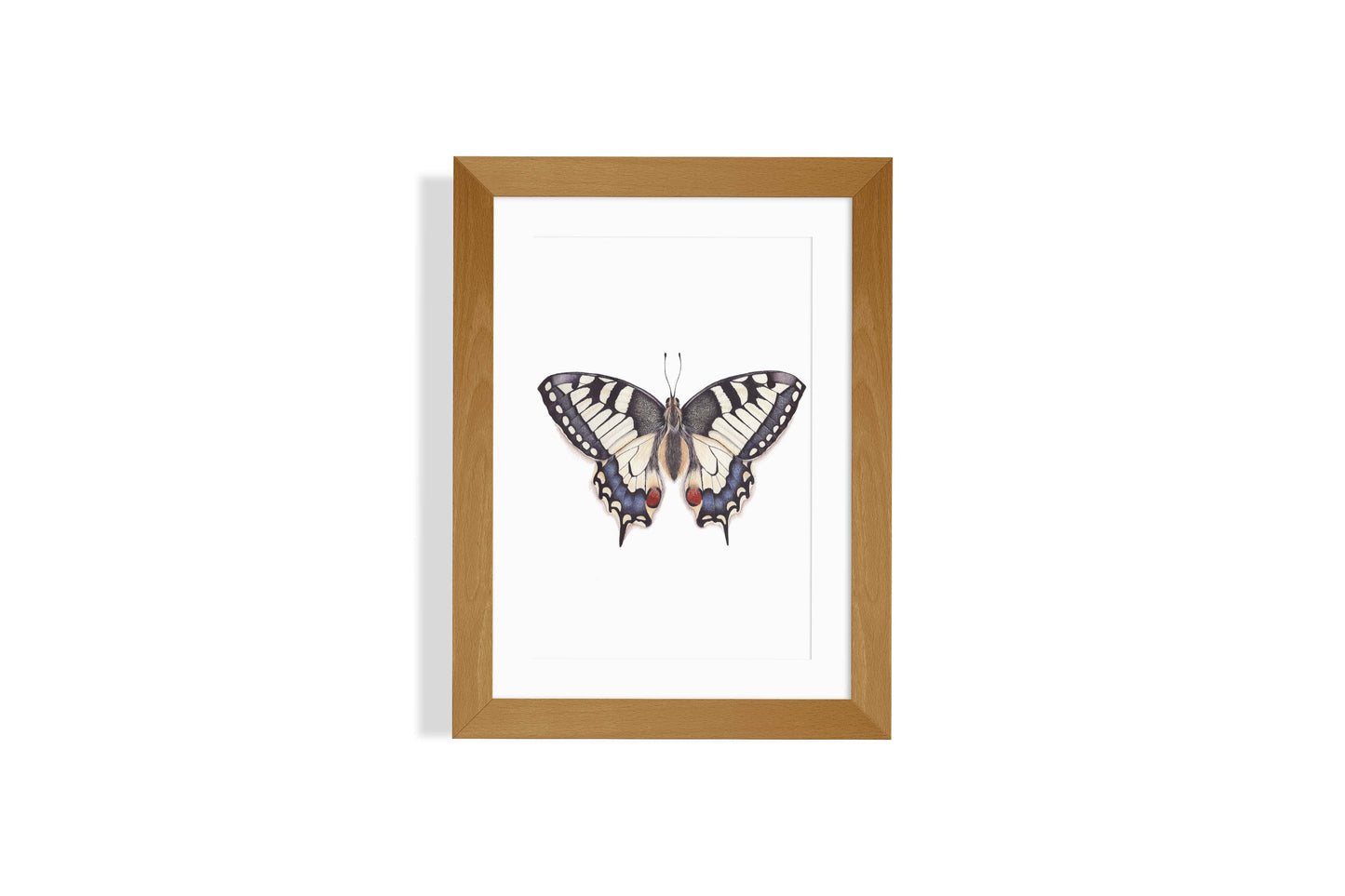 Swallowtail Butterfly Art Print