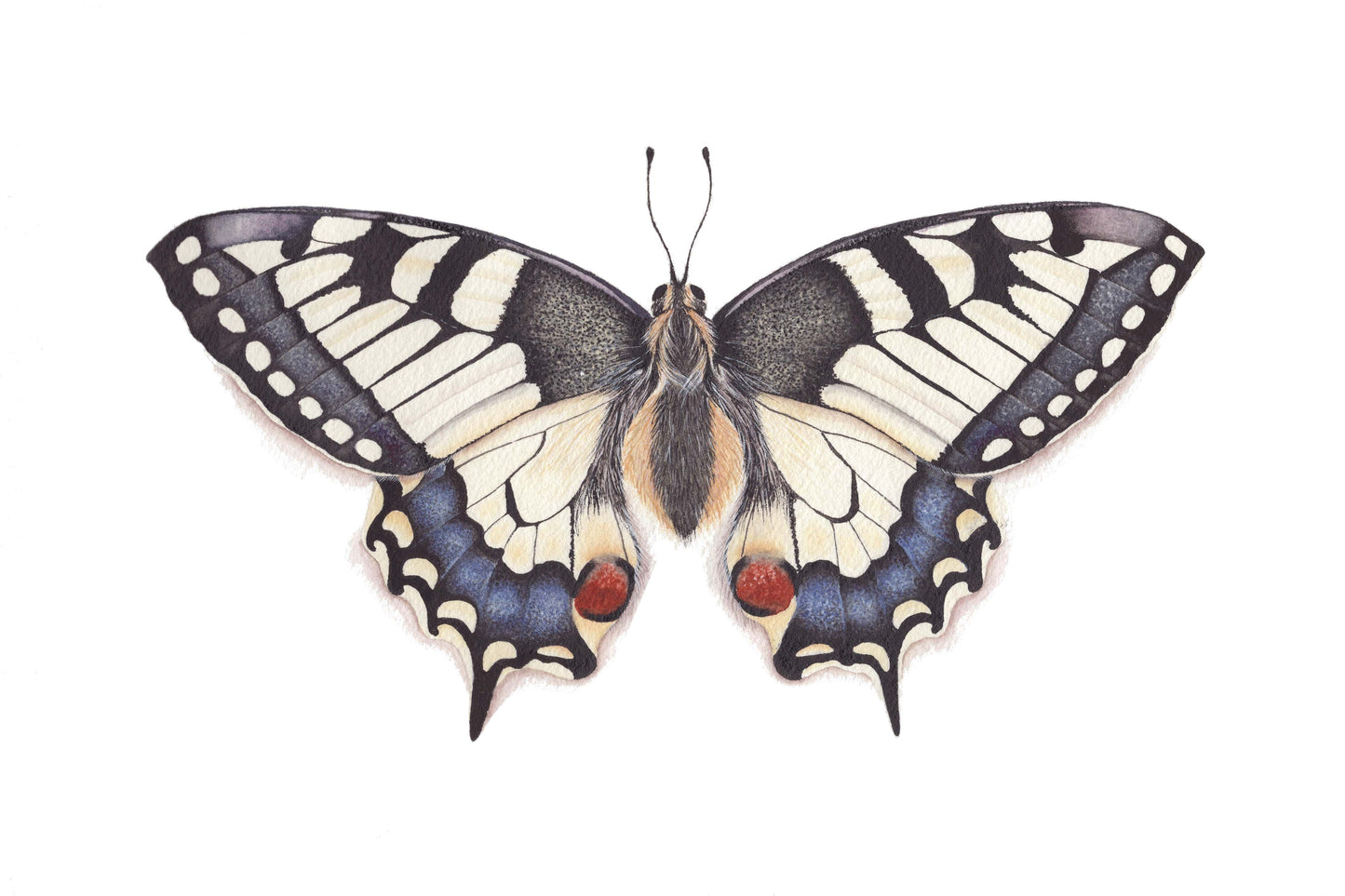 Swallowtail Butterfly Art Print