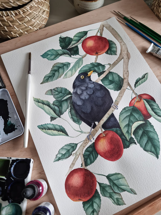 Blackbird in an apple tree - Original Artwork