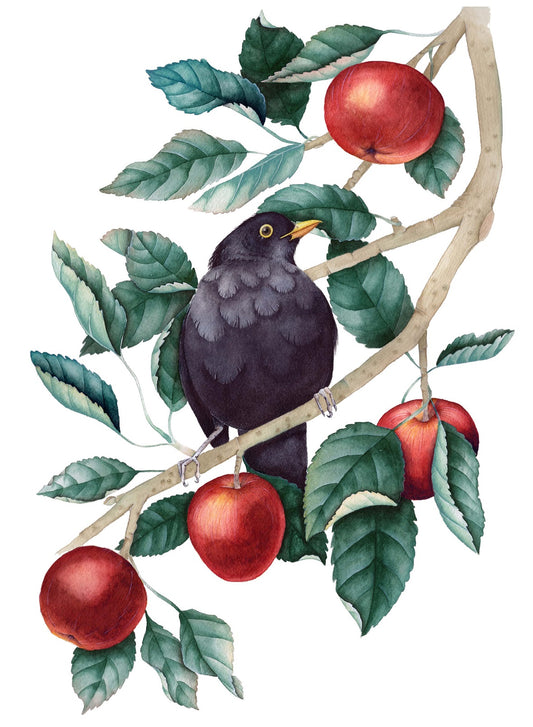 Blackbird in an apple tree