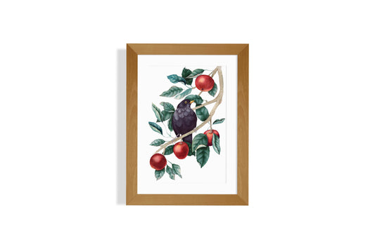 Blackbird in an apple tree
