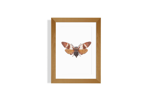 Angamiana Floridula Art Print