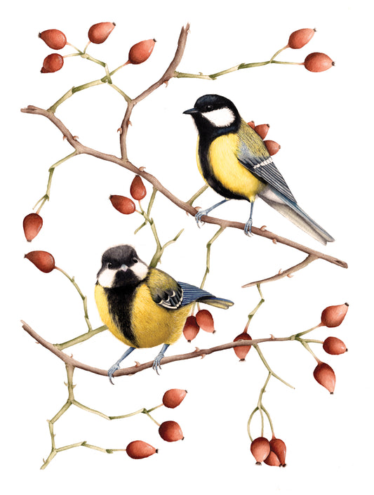 Great tits surrounded by rosehips