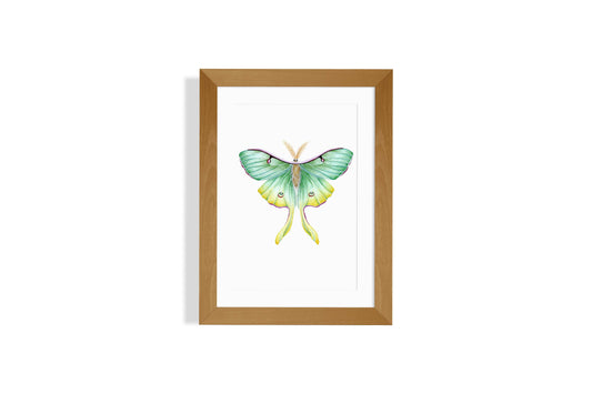 Luna Moth Art Print
