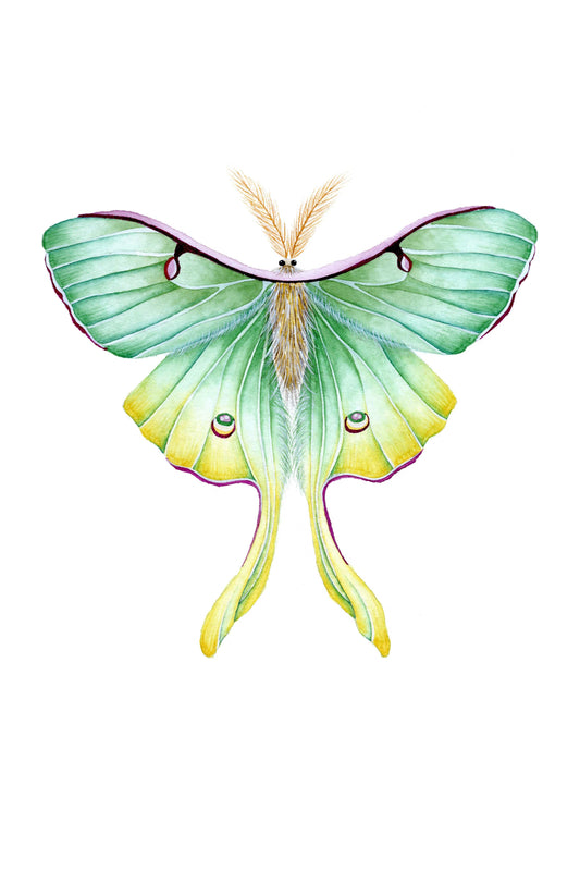 Luna Moth Art Print