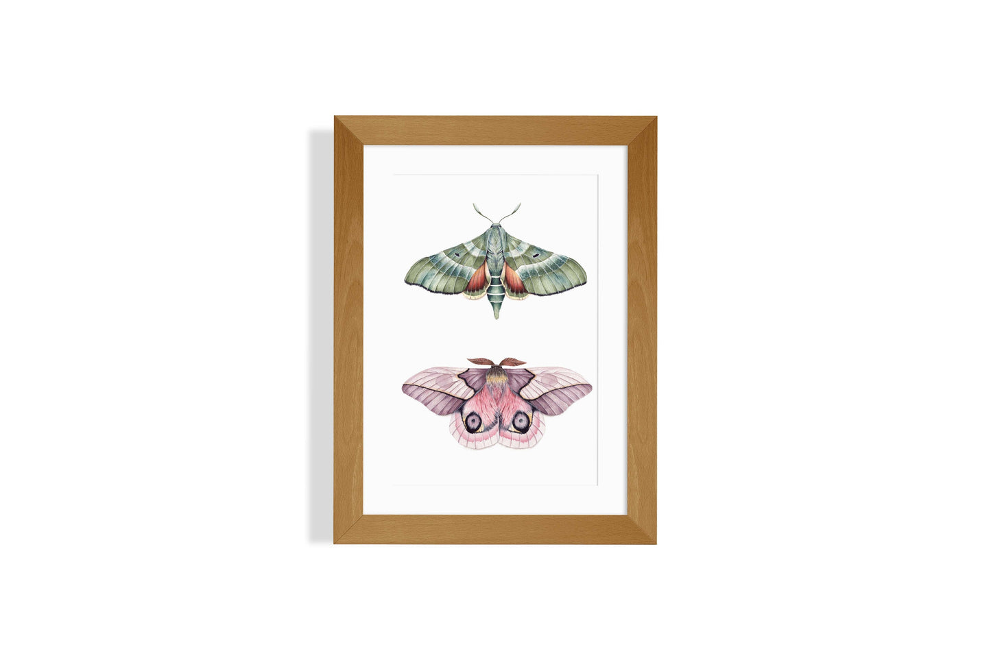 Automeris Moth and Pacific Green Spinx Moth Art Print