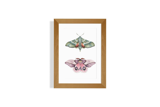 Automeris Moth and Pacific Green Spinx Moth Art Print