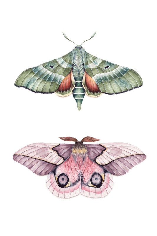 Automeris Moth and Pacific Green Spinx Moth Art Print