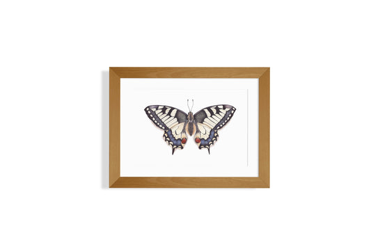 Swallowtail Butterfly Art Print
