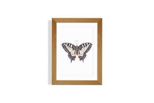 Swallowtail Butterfly Art Print